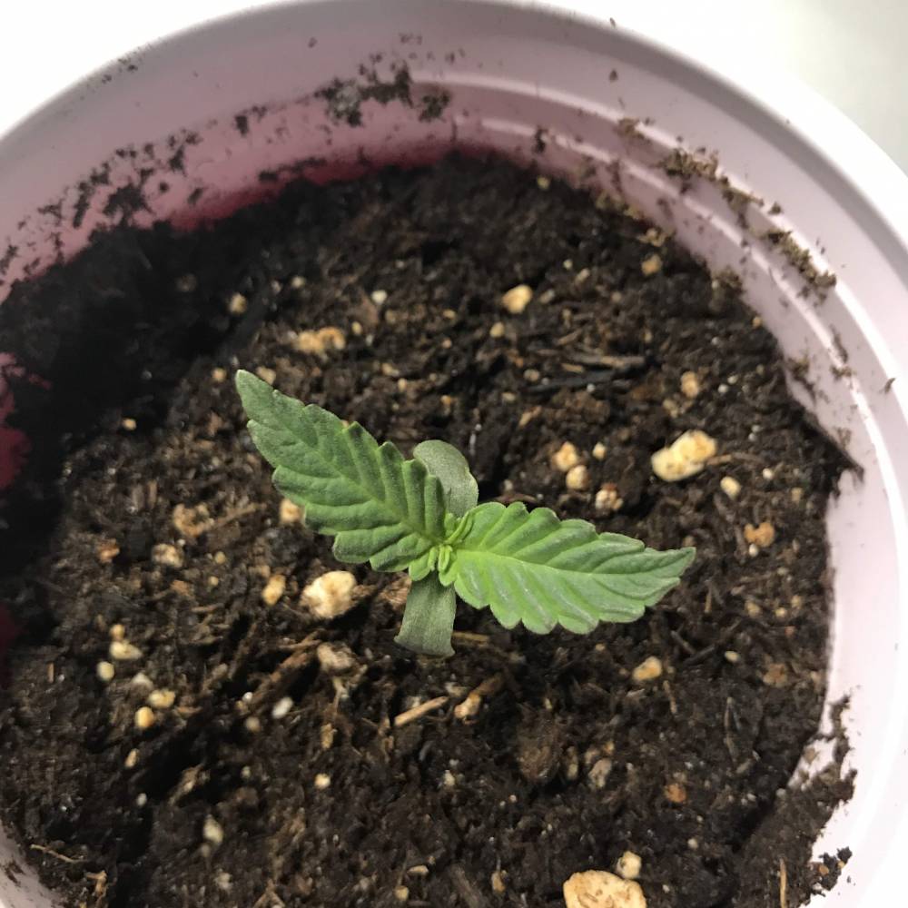 primul răsad de plantă de canabis