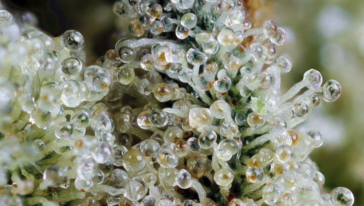 How to fatten up your buds: trichomes