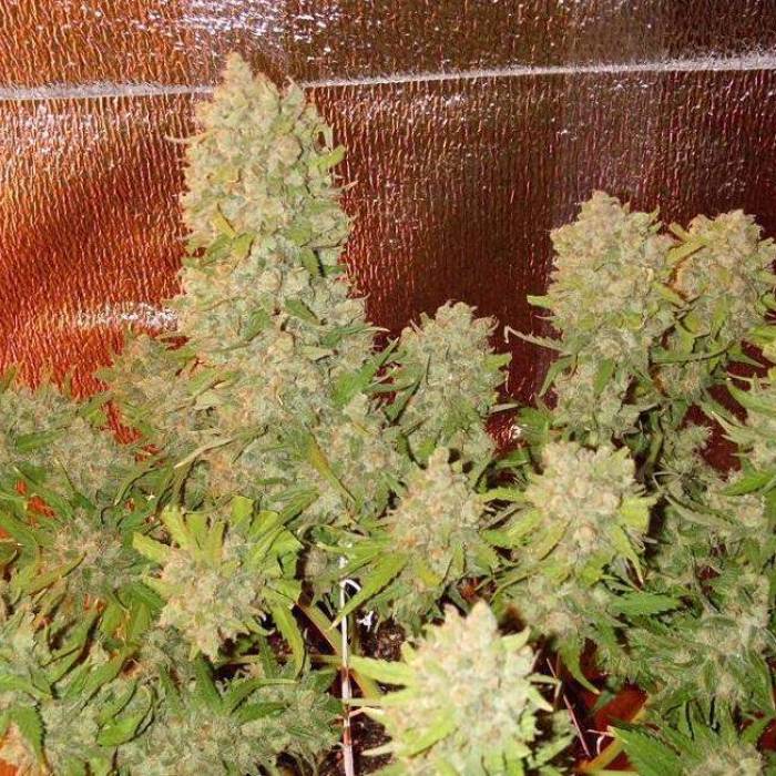 What Yields Can I Get With Autoflowering Cannabis?: fastbuds mexican airlines
