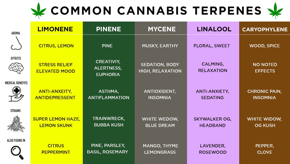 What Are Trichomes And Their Importance: Common cannabis terpenes and their effects