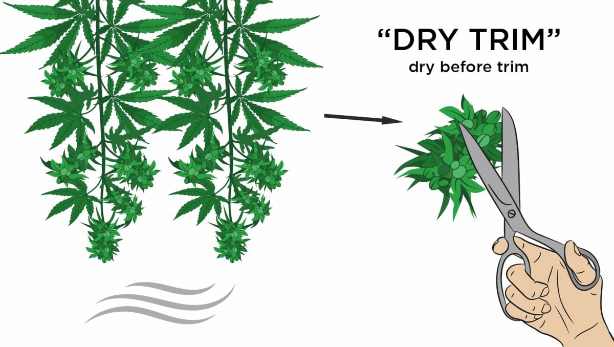 How to harvest autoflowers: dry trimming