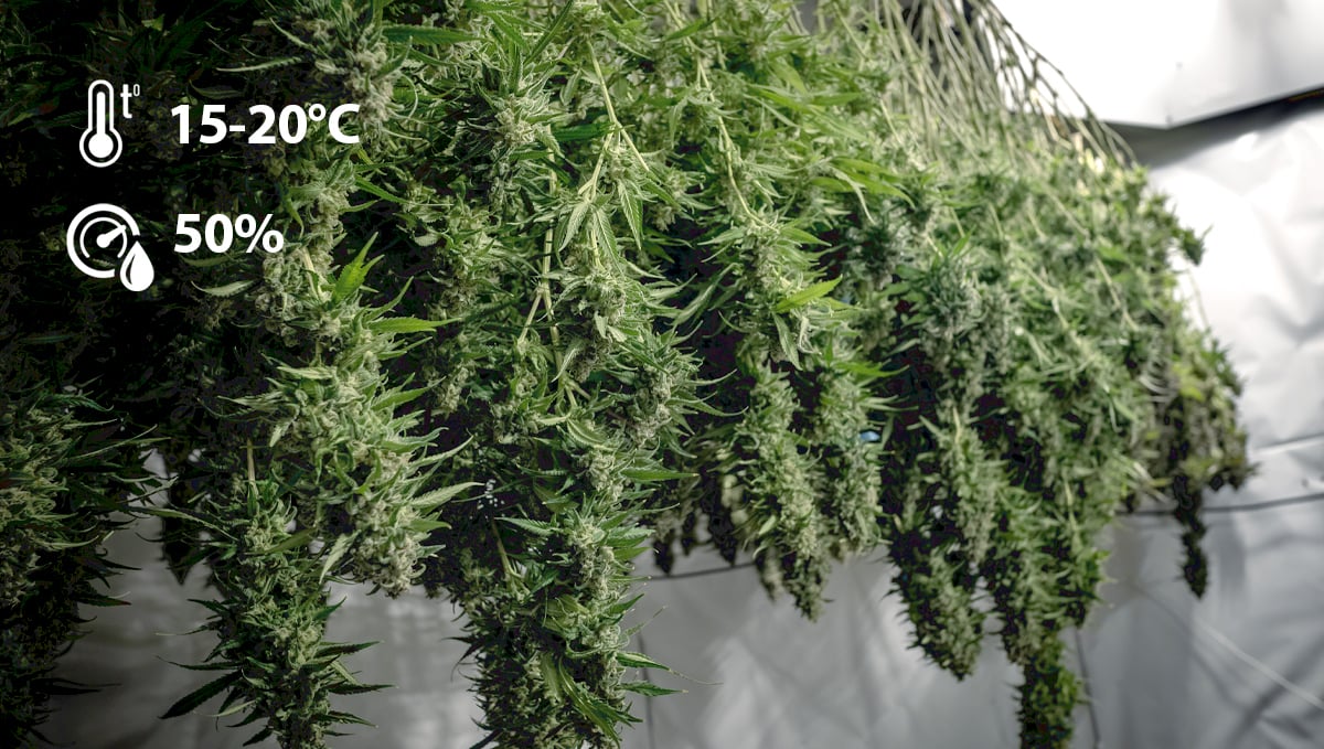 How to harvest autoflowers: drying your buds