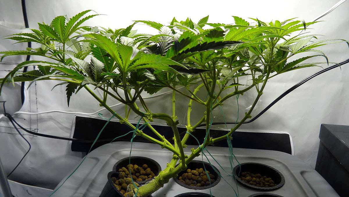 Monster cropping: revegetated cannabis plants developing a unique growing pattern