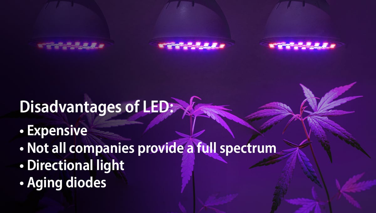 Grow Autoflowers with LEDs: advantages