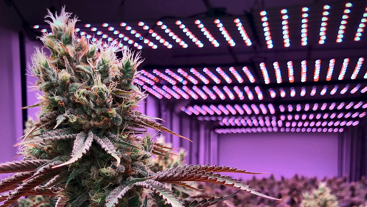 Autoflowering cannabis in hydro: led lights