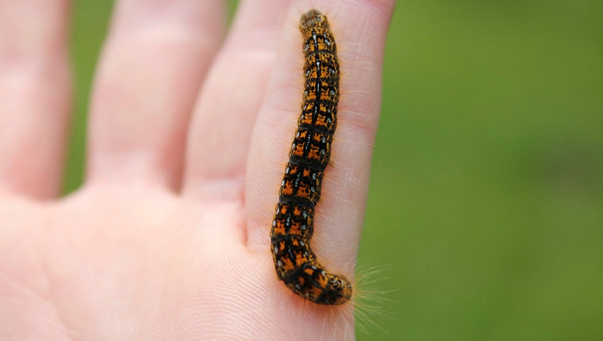 Most Common Pests in Cannabis: Caterpillars | Fast Buds