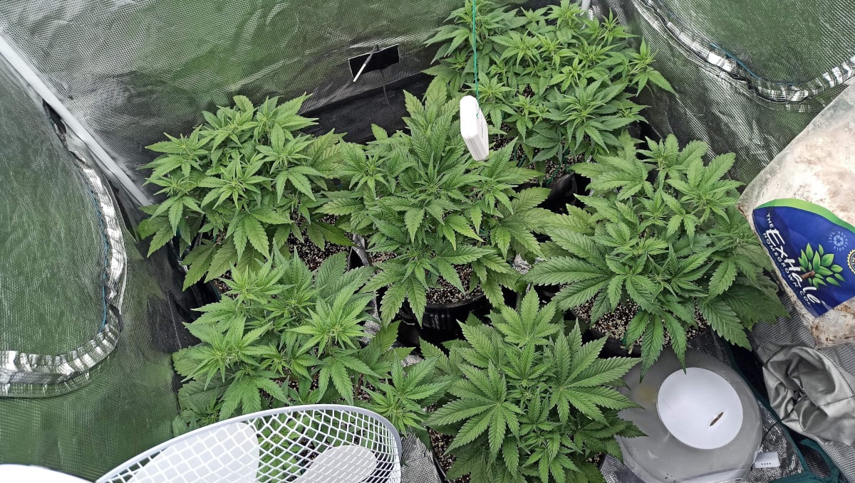 Strawberry Pie Auto Cannabis Strain Week-by-Week Guide: Vegging autoflowers in a tent