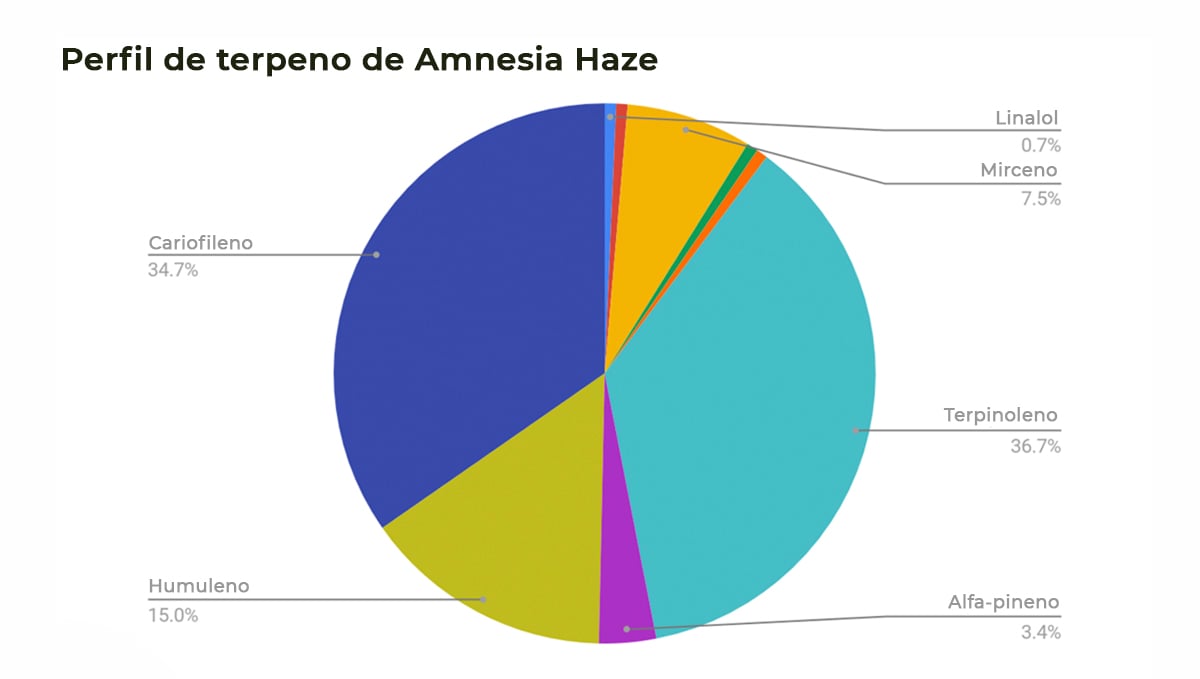 Amnesia Haze Auto: perfil de terpenos