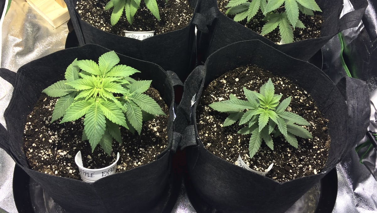Types of containers for growing autoflowers: smart pots