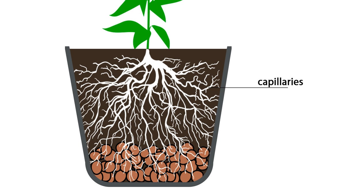 Cannabis Roots: capillaries