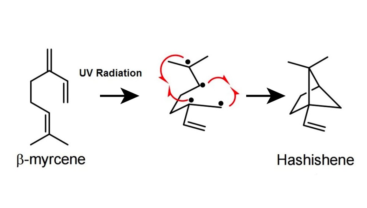 Hashishene: A Terp That Gives Moroccan Hash Its Unique Aroma: Hashishene terpenes conversion from myrcene