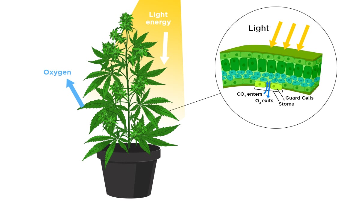 Increase Cannabis Yields With CO2: how a plant breathes