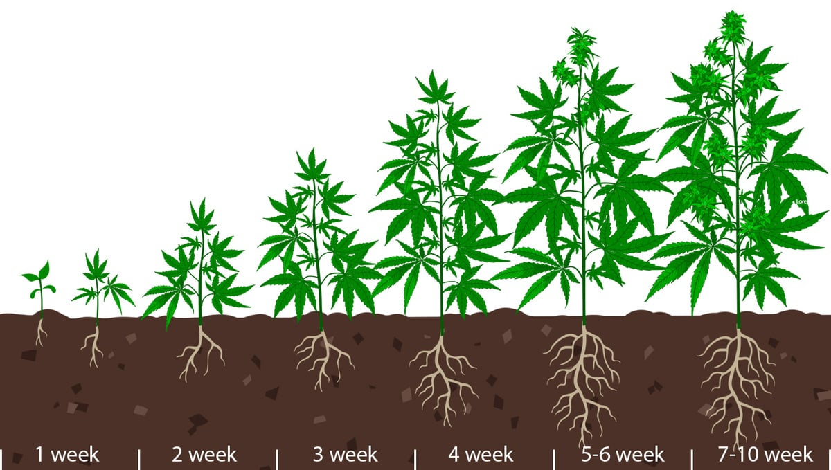How Long Do Autoflowers Take From Seed To Harvest?: Lifecycle of your cannabis plant