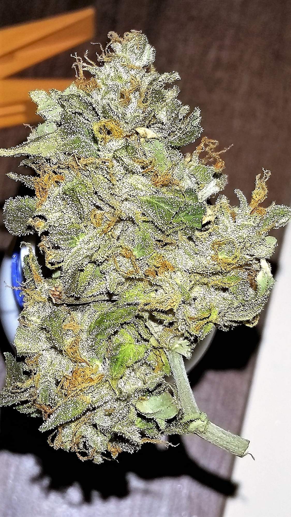 Girl Scout Cookies Auto Strain History: GSC auto by Fast Buds