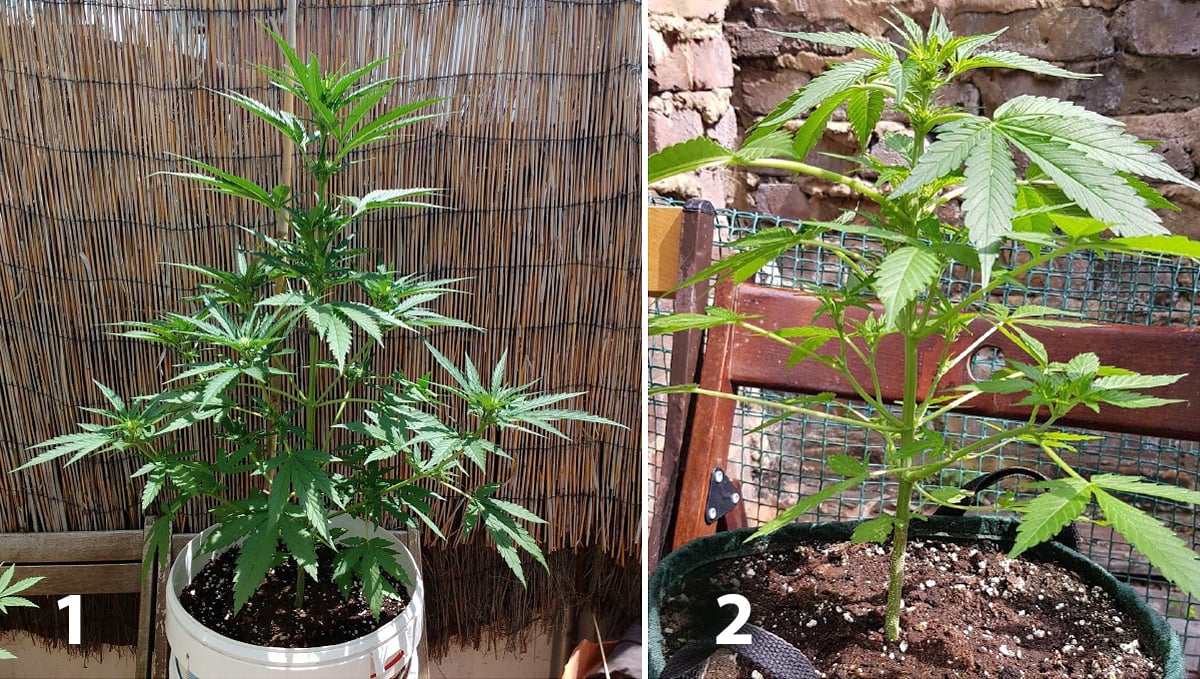 Outdoor cannabis grow in Italy: week 5 of plant growth