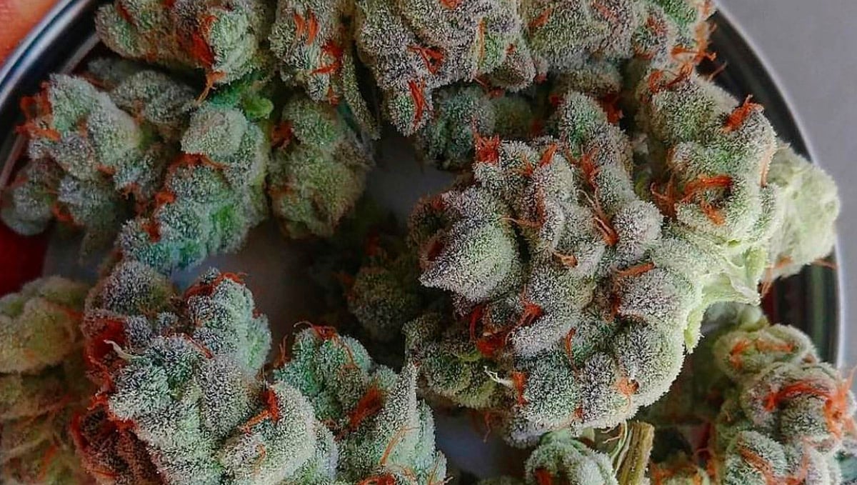 Don't freeze your weed to keep it from going bad.