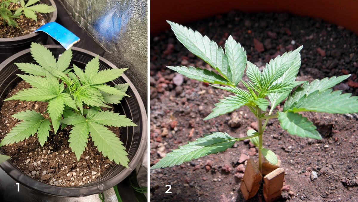 How long do Autoflowers take from seed to harvest? 420SativaLeaf