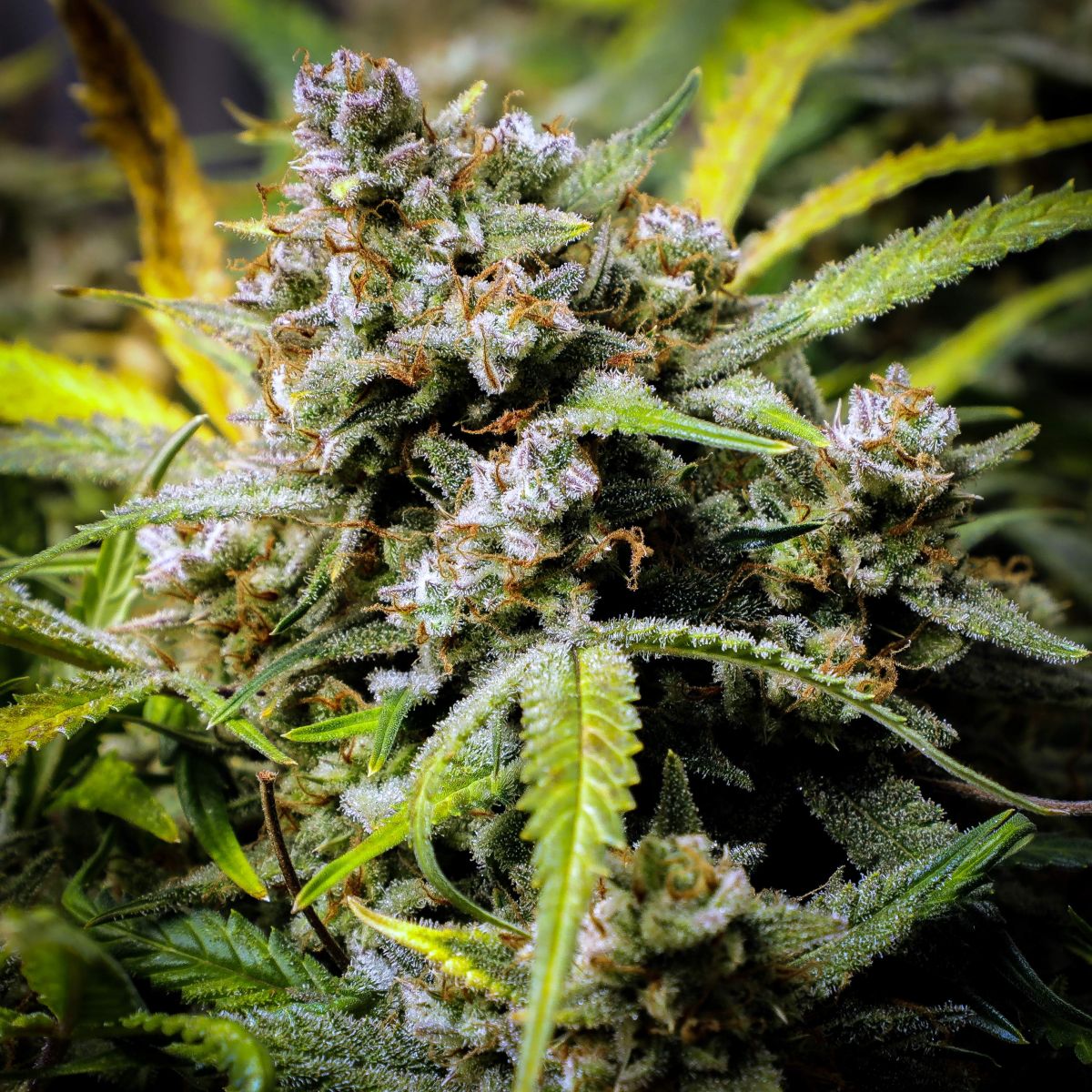 How to Flush THC Out of Your System?: cannabis Bud by BigDaddyK
