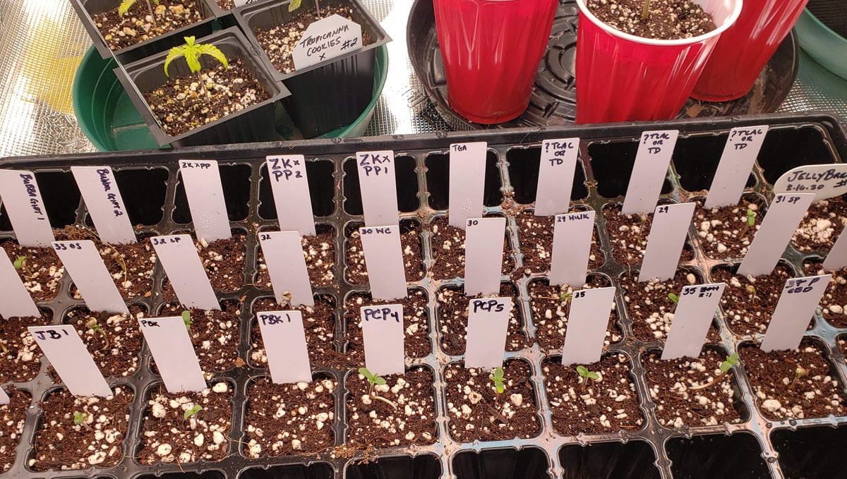 Hawkbo's grow setup Hawkbo's grow setup