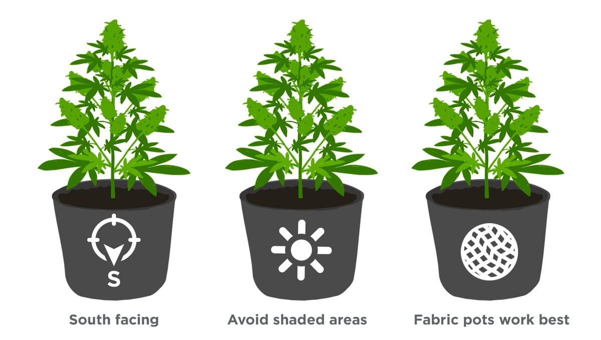 Top tips for growing autos in a greenhouse: pick the right location