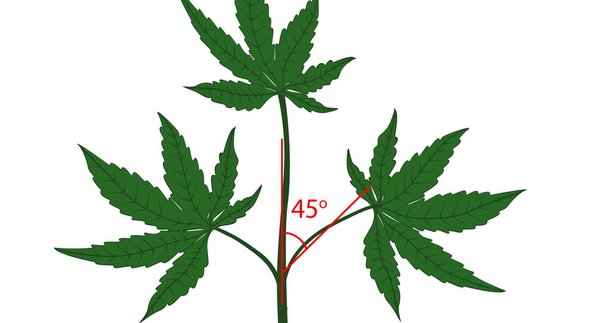 How To Fix Overwatered and Underwatered Cannabis Plants Fast Buds Blog