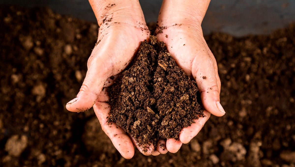 Choosing the right soil