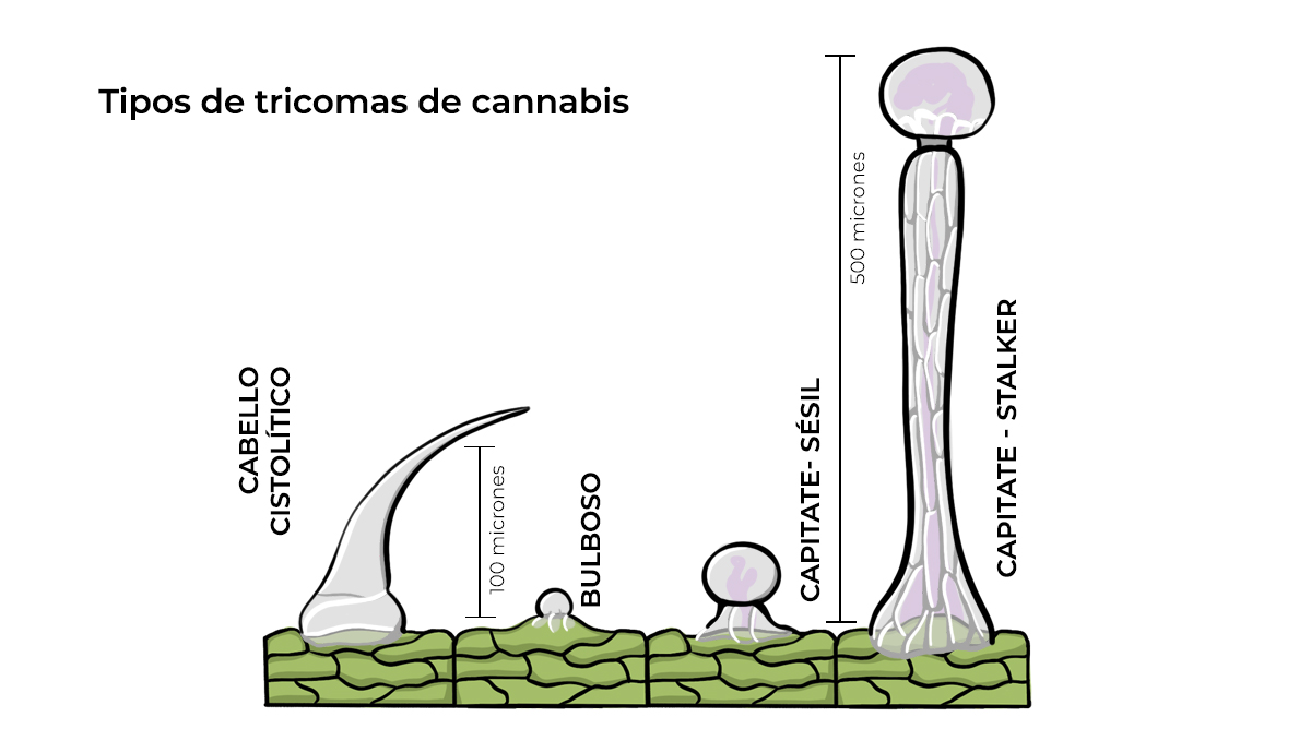 Anatomía de las plantas de cannabis: tipos de tricomas