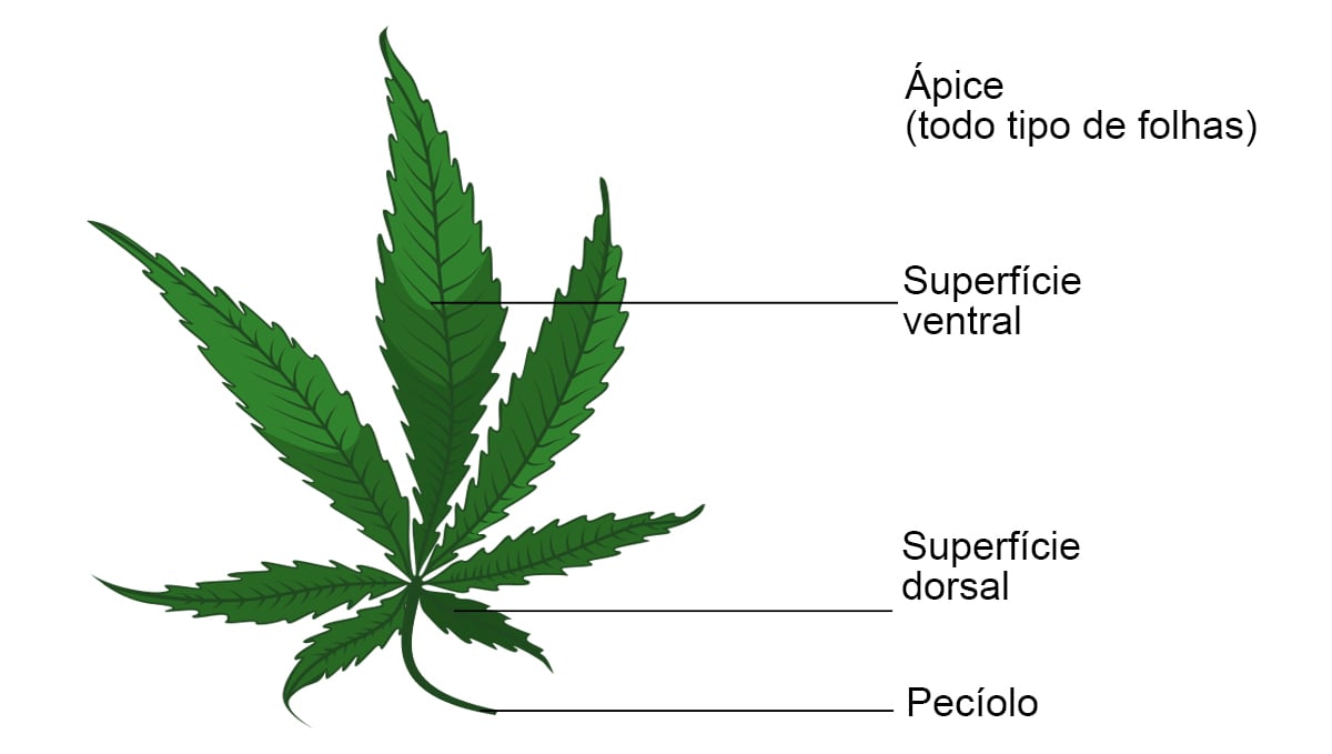 Partes de uma folha de cannabis