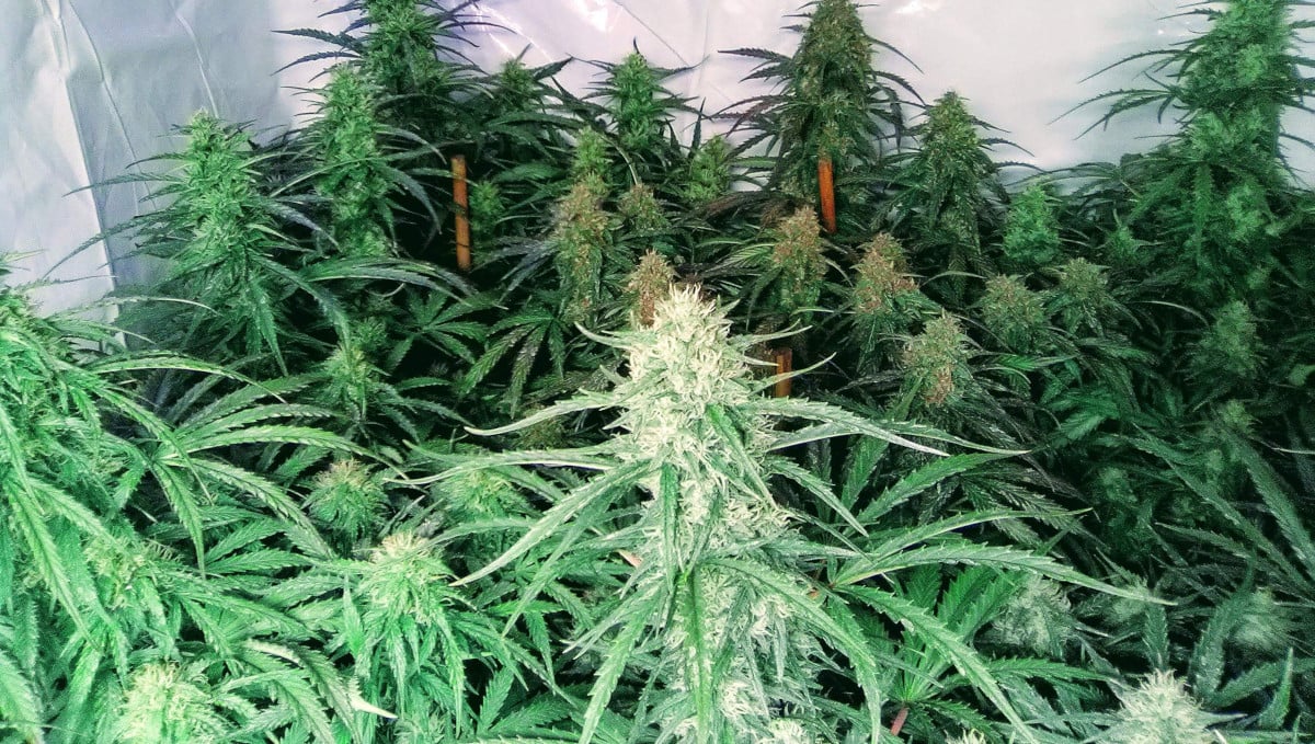 Orange Sherbet Auto Cannabis Strain Week-by-Week Guide: Many flowering tops in a grow tent
