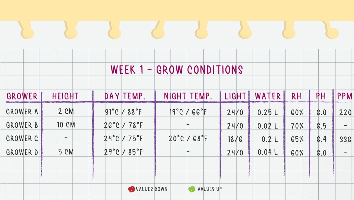 Orange Sherbet Auto Cannabis Strain Week-by-Week Guide: Week 1 grow conditions