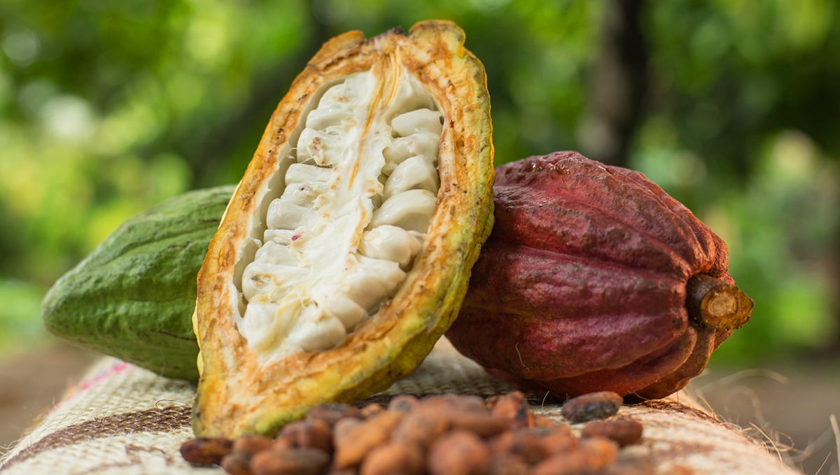 Non-marijuana cannabinoids: cacao