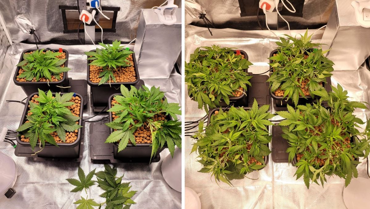 Gorilla Cookies Auto Cannabis Strain Week-by-Week Guide: Two rounds of LST