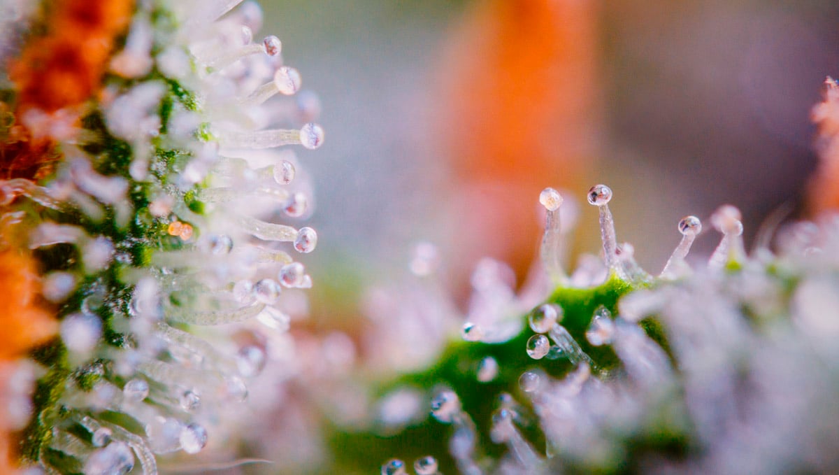 Pinene terpenes are developed in buds' trichomes.