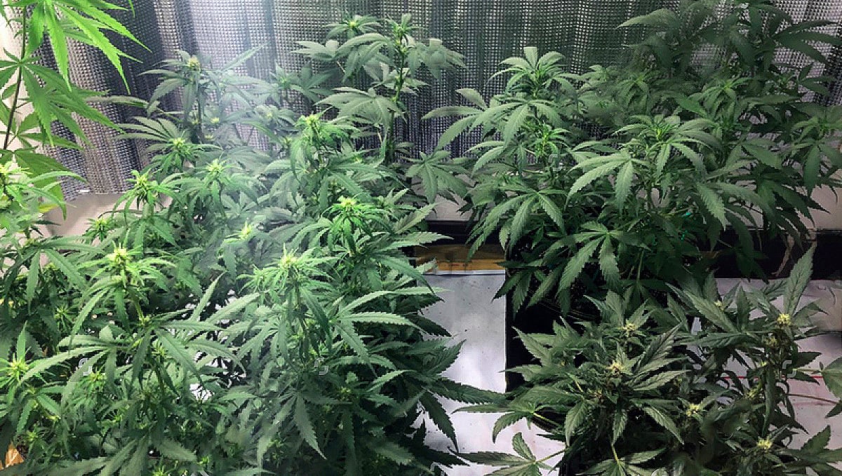 How to make a marijuana grow box