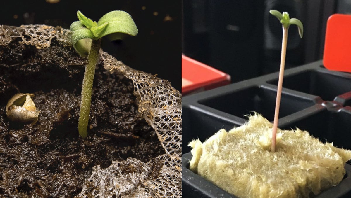 Germination guide: rockwool and peat pellets
