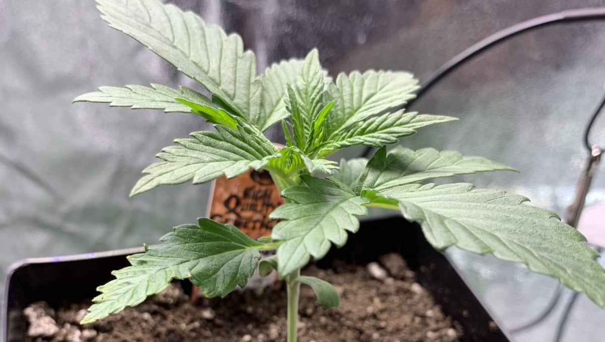 Orange Sherbet Auto Cannabis Strain Week-by-Week Guide: A healthy perky marijuana seedling