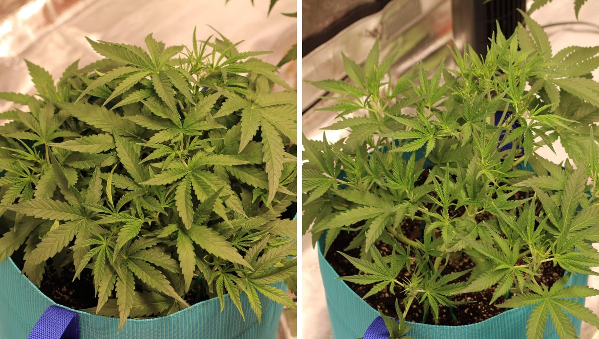 Gelato Auto Cannabis Strain Week-by-Week Guide: A low and dense weed bush with some preflowers visible