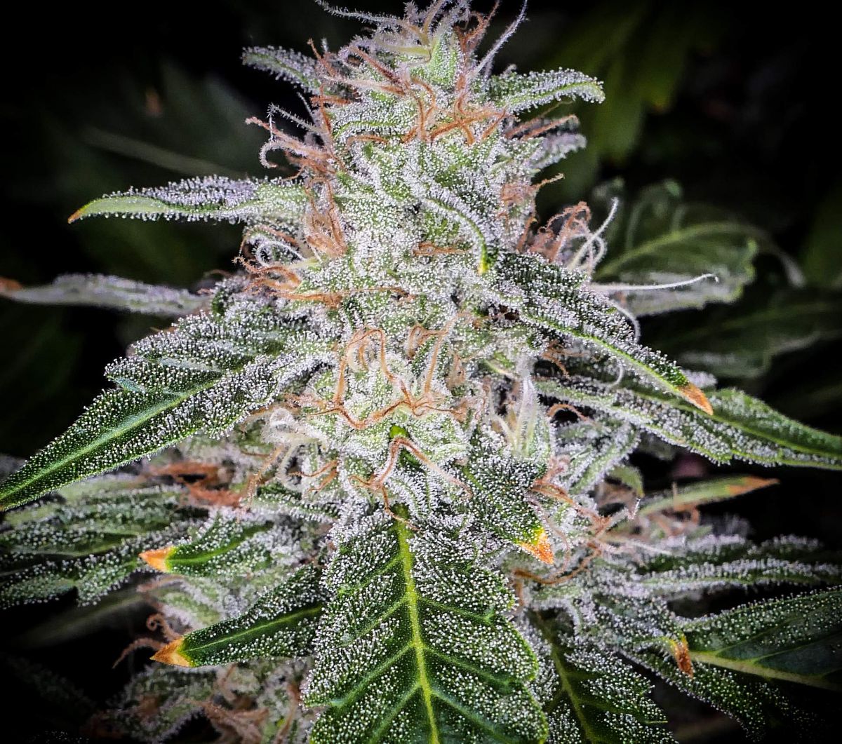 Top 5 High Yield Autoflower Seeds: close look at cannabis bud