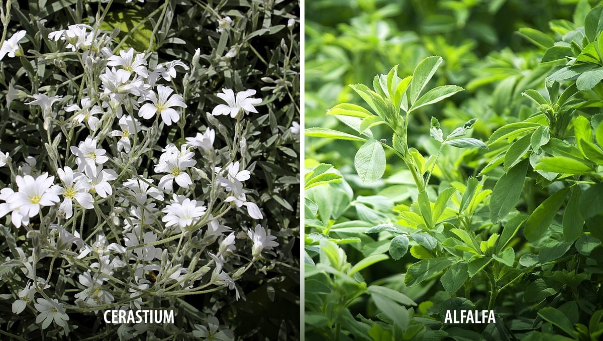 Companion plants for cannabis: cover crops