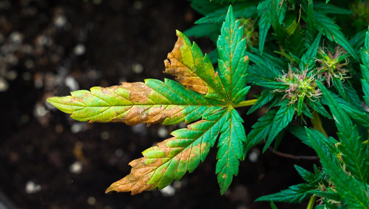 Марихуана недостаток азота марихуана растения