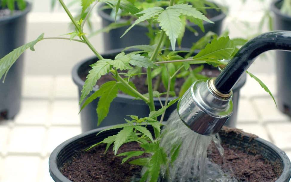 How to Grow Cannabis Indoors: a Beginners guide - 2021 (Part 2): Water your cannabis plants
