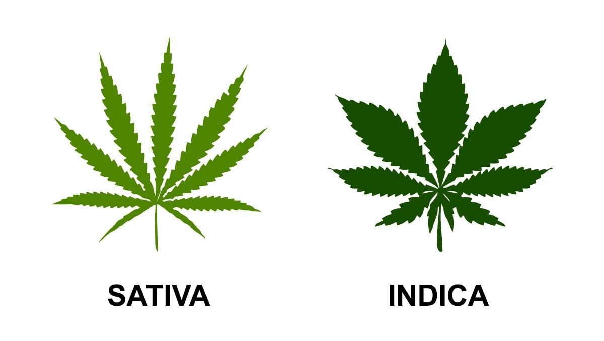 What Is Indica And Its Effects: Sativa and Indica leaves