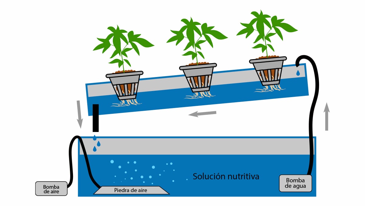 Cannabis autofloreciente en hidro: técnica de película de nutrientes