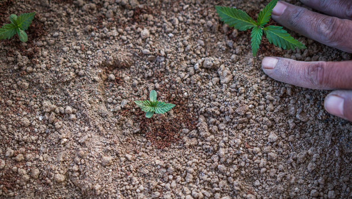 Top crop usage guide: your own amended substrate