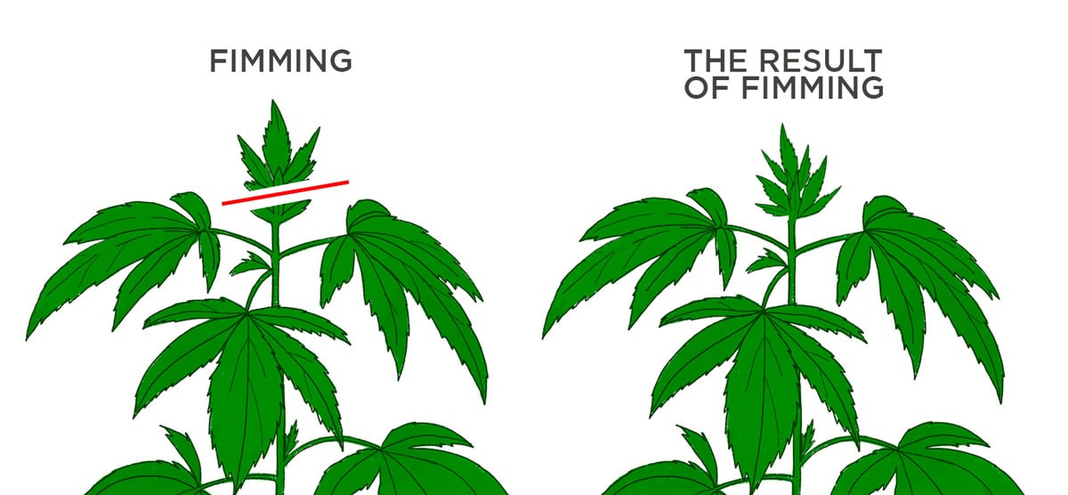 All About Fimming Autoflowering Cannabis Plants: What is fimming cannabis