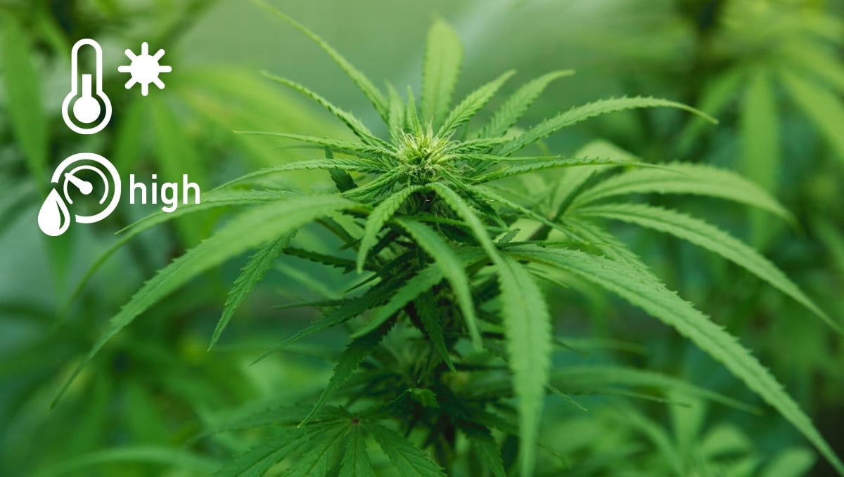 What Is Sativa And Its Effects: Characteristics of Sativa