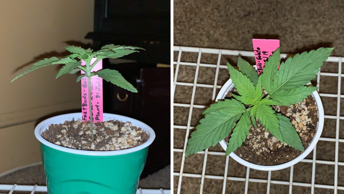 Gelato Auto Cannabis Strain Week-by-Week Guide: A side- and top-view of a seedling in a solo cup