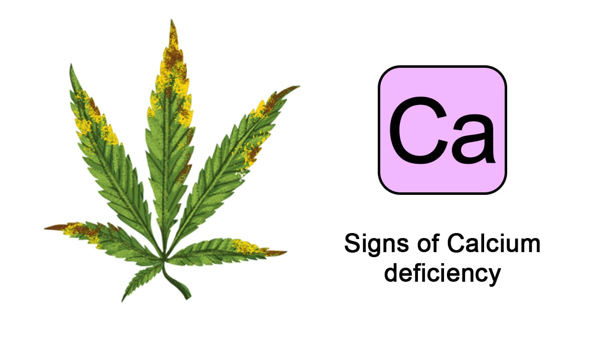 Cannabis nutrient deficiencies: calcium