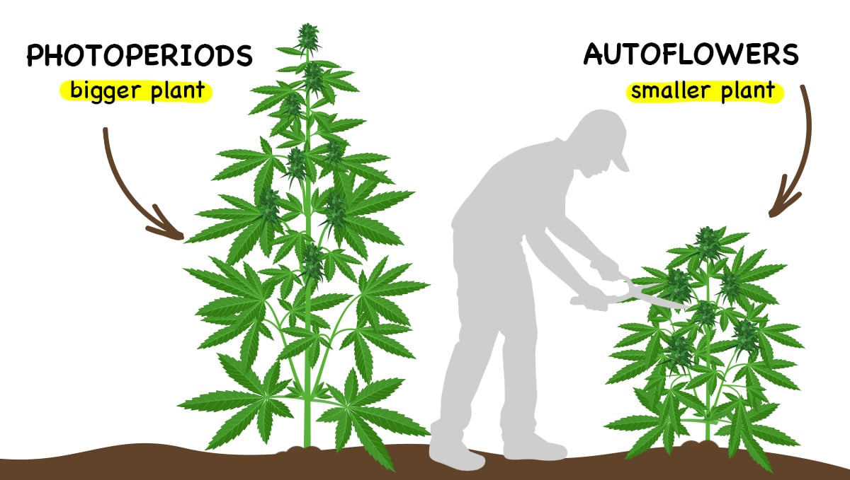 Photoperiods vs autoflowers: size