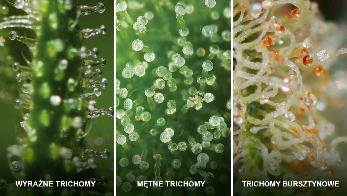 Autoflowering Cannabis: states of the trichomes